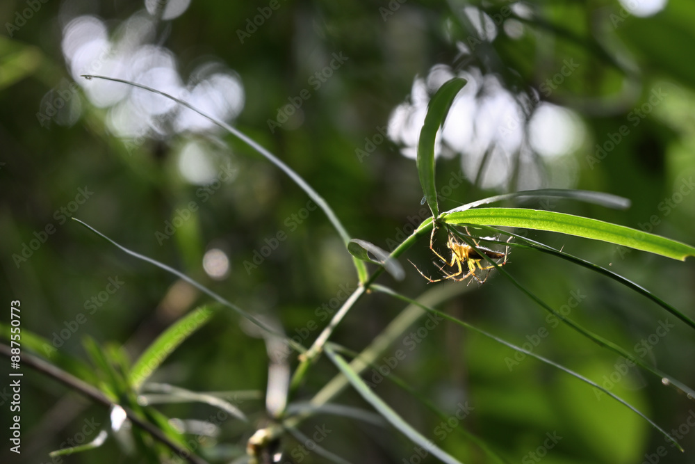 A striped lynx spider is sitting in direct sunlight under a leaf of an Asparagus racemosus plant. A striped lynx spider is sitting in direct sunlight under a leaf of an Asparagus racemosus plant.