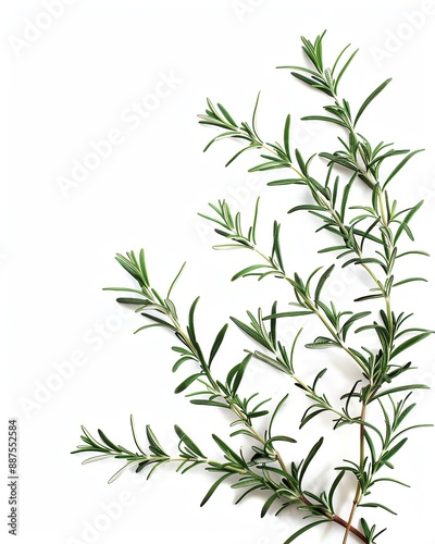 Fresh sprigs of rosemary isolated on white background. Aromatic herb used for cooking and garnishing dishes with flavor and fragrance.