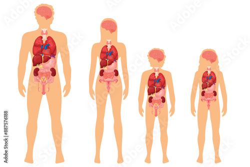 Vector set of illustrations of the anatomy of human organs. Liver, reproductive system, brain, heart, kidneys, human lungs. The concept of organs for study for medical and biological purposes. Paintin