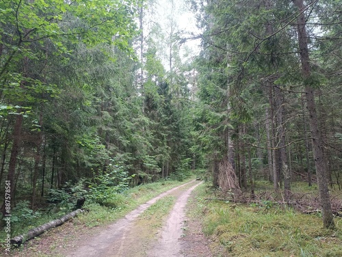 Kurtuvenai regional park during cloudy day. Pine tree forest. Footpath in woodland. Moss growing on soil. Some small grass and tress growing in woods. Summer season. Kurtuvenu regioninis parkas.