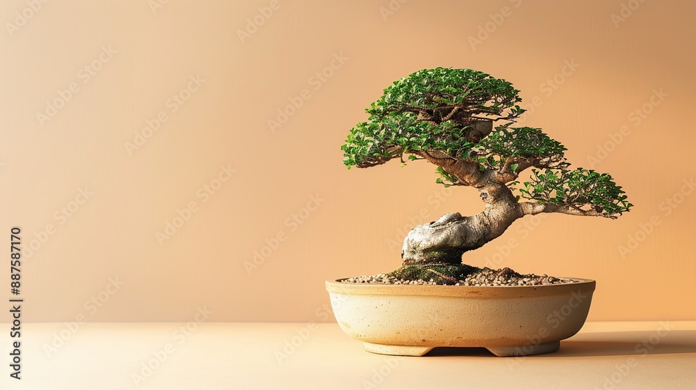 Bonsai Tree in a Ceramic Pot Against a Warm Background Bonsai Tree in a Ceramic Pot Against a Warm Background