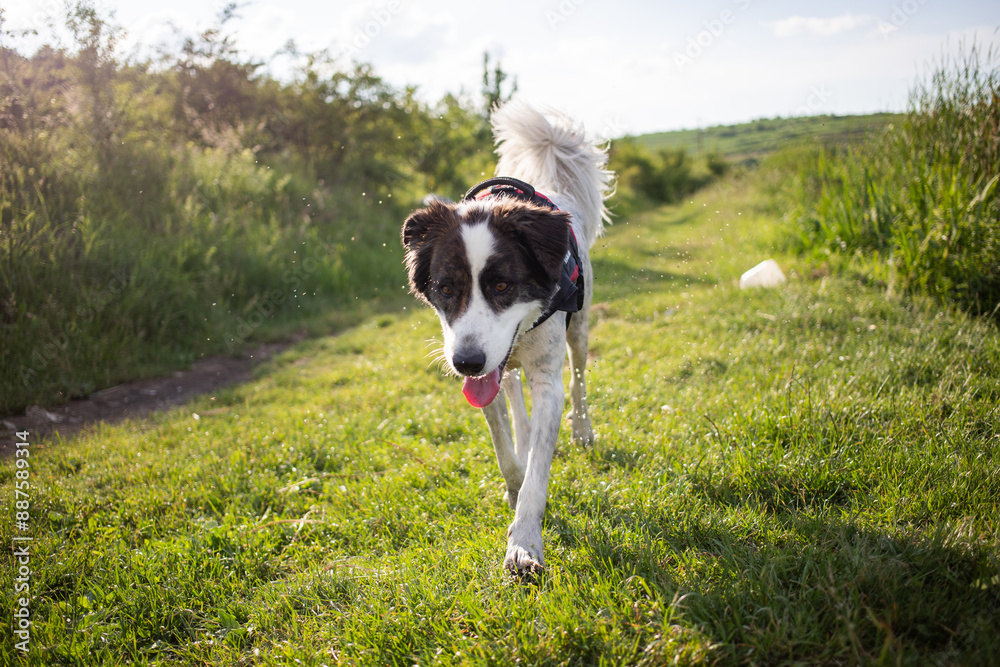 cute white dog in summer landscape cute white dog in summer landscape