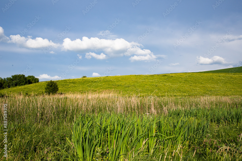 Fototapeta premium summer landscape with green meadow and blue sky