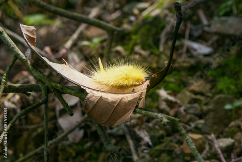 A Calliteara grotei horishanella caterpillar with a yellow head and dense yellow hairs on a twig. Black spot on its back,  Wulai, Taiwan. photo