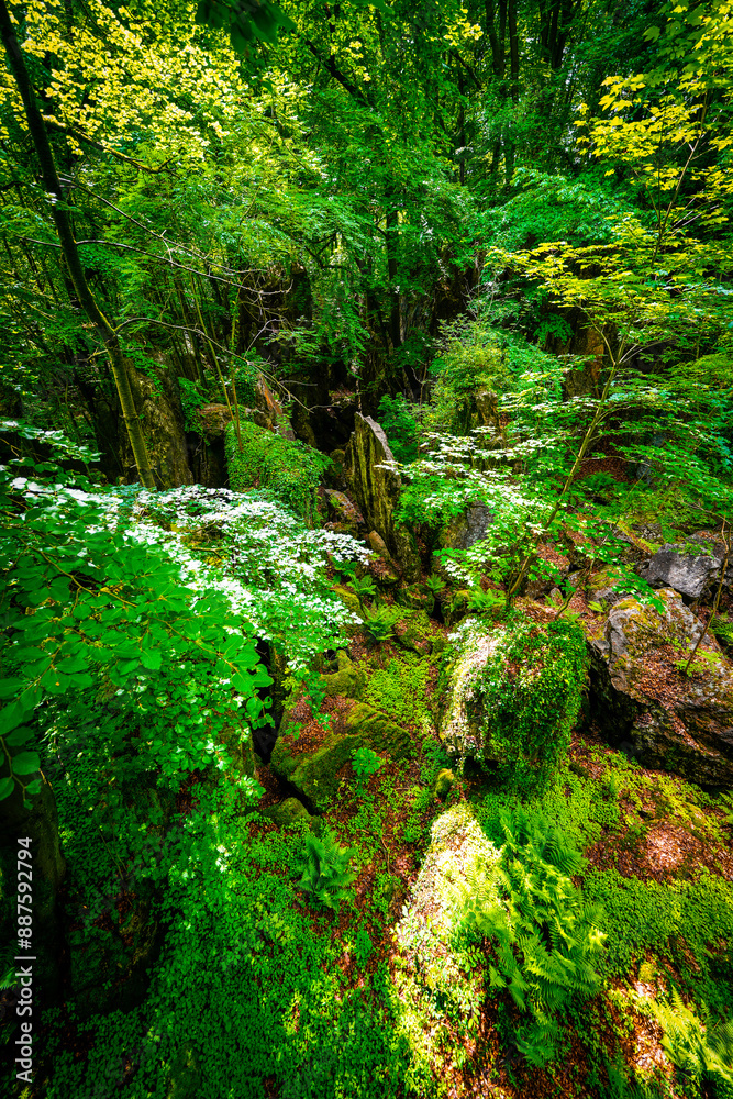 Path through nature at the Felsenmeer in Hemer. Forested biotope with rocks in the Sauerland.
Path through nature at the Felsenmeer in Hemer. Forested biotope with rocks in the Sauerland.