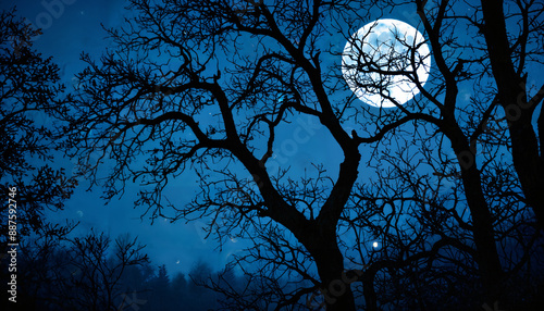 Pleine lune à travers les branches d'un arbre en hiver photo