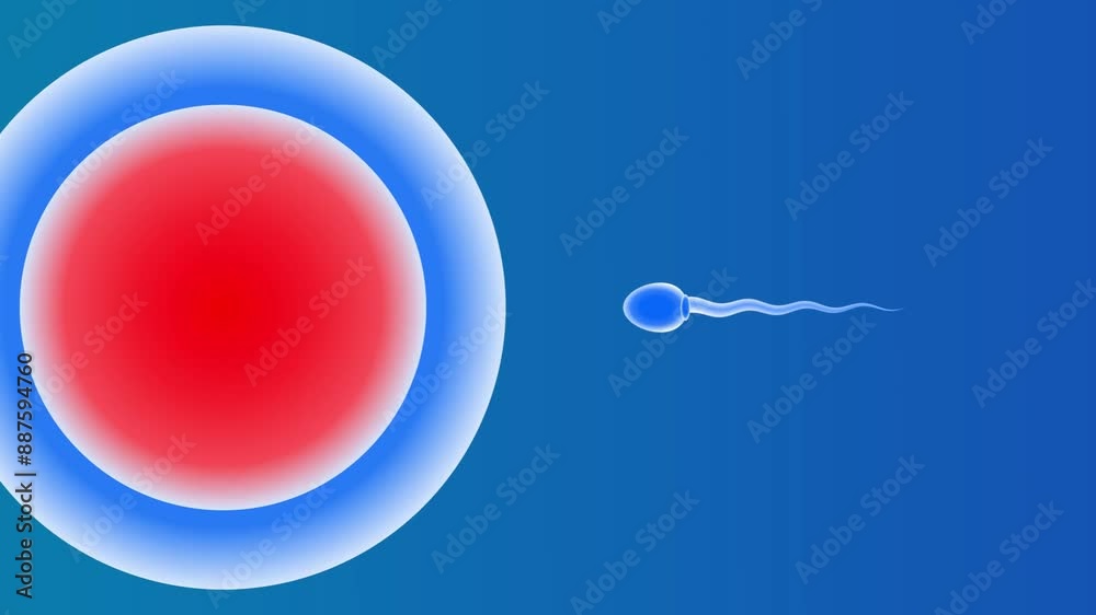Sperm Cell Approaching Egg Cell Animation