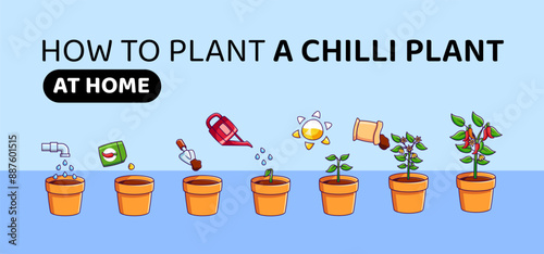 Chili pepper growth stages Infographic elements. Seed germination steps in soil. how to plant chilli at home