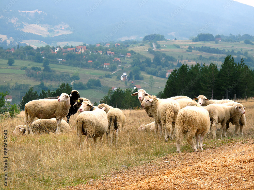 A flock of sheep snd lambs on the mountain Tara in Serbia A flock of sheep snd lambs on the mountain Tara in Serbia