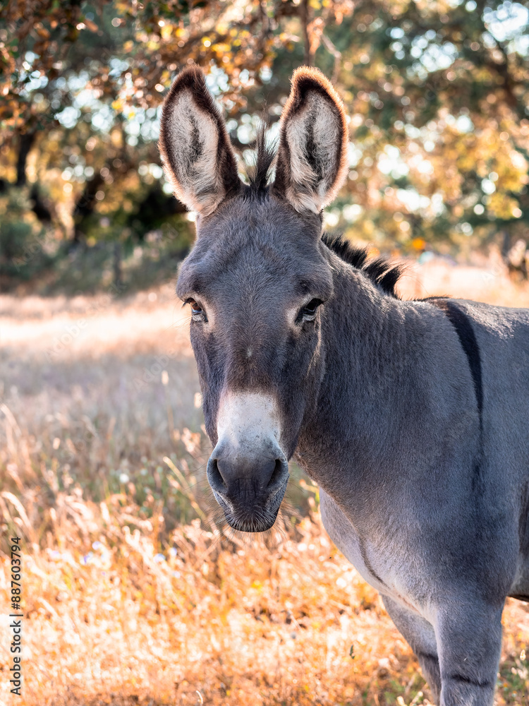 Serene Donkey in Sunlit Pastoral Landscape Serene Donkey in Sunlit Pastoral Landscape