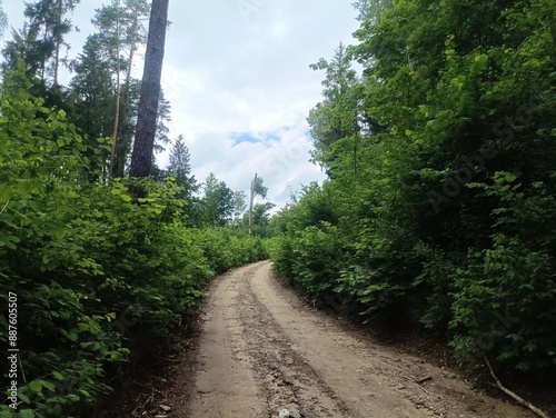 Kurtuvenai regional park during cloudy day. Pine tree forest. Footpath in woodland. Moss growing on soil. Some small grass and tress growing in woods. Summer season. Kurtuvenu regioninis parkas.