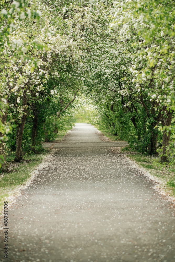 A blooming apple tree. A blooming park. The alley. A blooming apple tree. A blooming park. The alley.