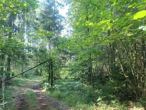 Kurtuvenai regional park during cloudy day. Pine tree forest. Footpath in woodland. Moss growing on soil. Some small grass and tress growing in woods. Summer season. Kurtuvenu regioninis parkas. photo