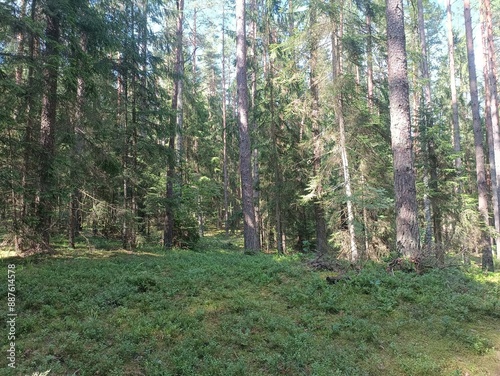 Fototapeta Naklejka Na Ścianę i Meble -  Kurtuvenai regional park during cloudy day. Pine tree forest. Footpath in woodland. Moss growing on soil. Some small grass and tress growing in woods. Summer season. Kurtuvenu regioninis parkas.