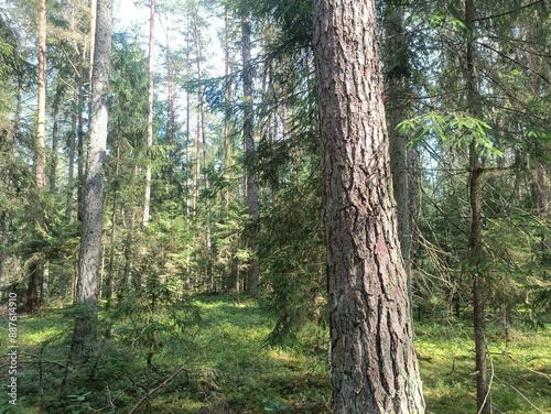 Kurtuvenai regional park during cloudy day. Pine tree forest. Footpath in woodland. Moss growing on soil. Some small grass and tress growing in woods. Summer season. Kurtuvenu regioninis parkas.