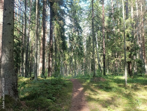 Kurtuvenai regional park during cloudy day. Pine tree forest. Footpath in woodland. Moss growing on soil. Some small grass and tress growing in woods. Summer season. Kurtuvenu regioninis parkas.