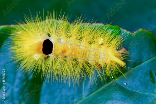 A Calliteara grotei horishanella caterpillar with a yellow head and dense yellow hairs on a twig. Black spot on its back,  Wulai, Taiwan. photo