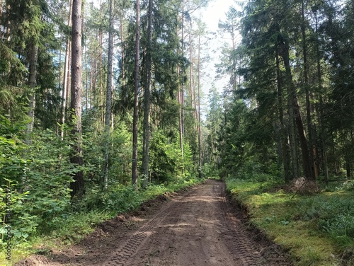 Kurtuvenai regional park during cloudy day. Pine tree forest. Footpath in woodland. Moss growing on soil. Some small grass and tress growing in woods. Summer season. Kurtuvenu regioninis parkas.