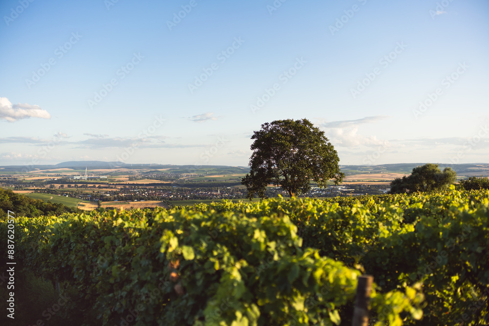 Napoleonsturm bei Sprendlingen in Rheinhessen, Juli 2024
