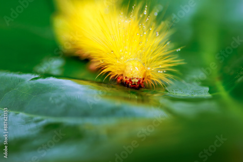 A Calliteara grotei horishanella caterpillar with a yellow head and dense yellow hairs on a twig. Black spot on its back,  Wulai, Taiwan. photo