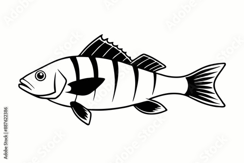 Perch  fish silhouette Vector illustration with a white background