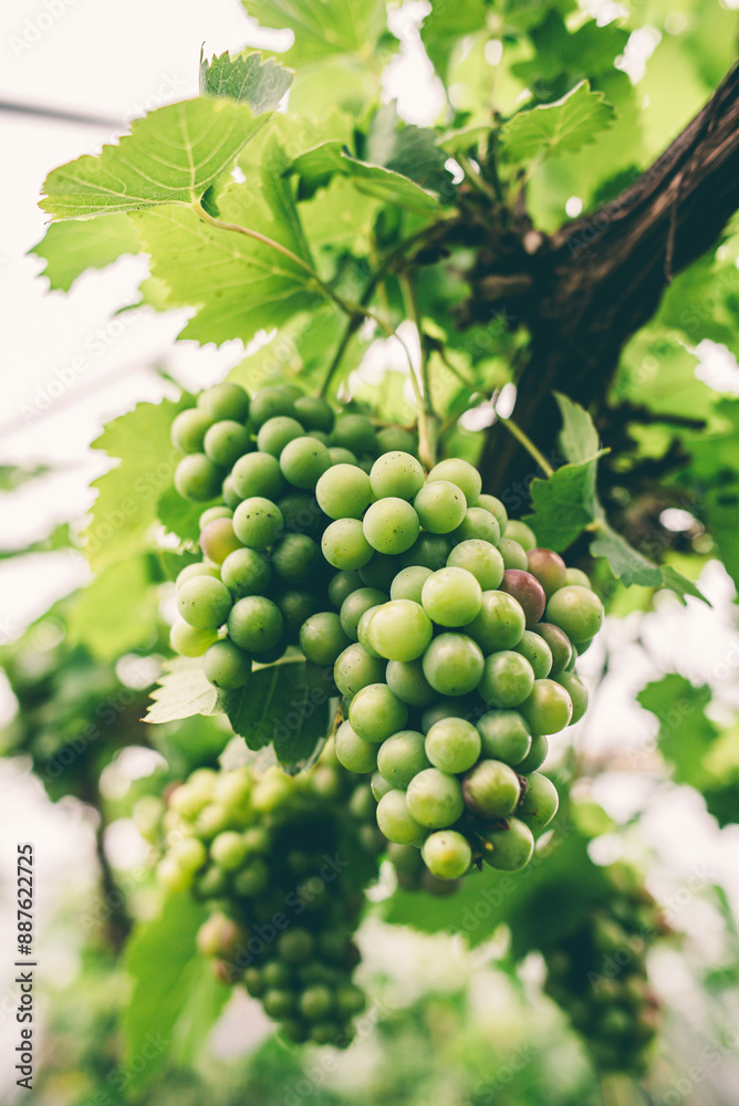 Large bunch of organic grapes hanging from a vine Large bunch of organic grapes hanging from a vine