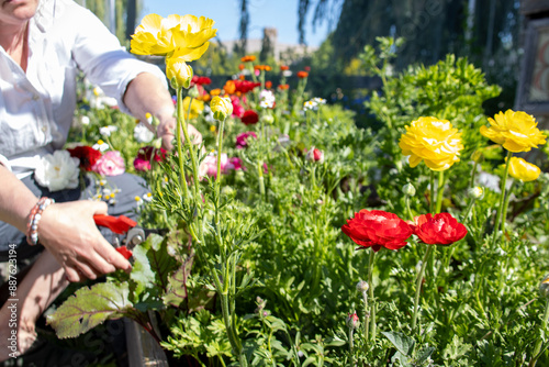 Woman tending to colorful flowers in a garden on a sunny day