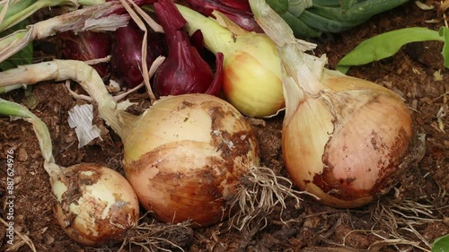 organic onion bulb harvest close up