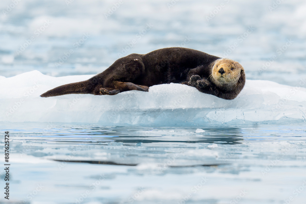 Fototapeta premium northern sea otter in Alaska laying on small iceberg