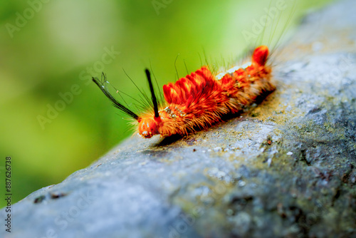 Detailed view of a Neocifuna olivacea caterpillar with orange and black bristles. Capture the unique insect patterns in Wulai, New Taipei City. photo