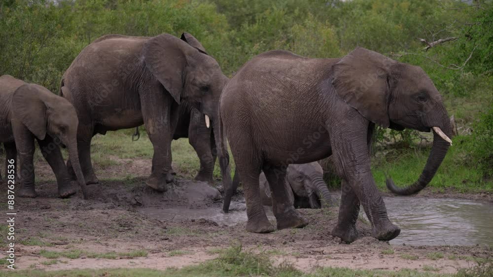 Herd of young African elephants playing at a waterhole in the African wilderness