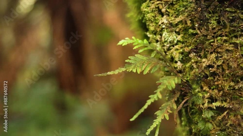 Mossy Tree in Maits Rest Rainforest photo