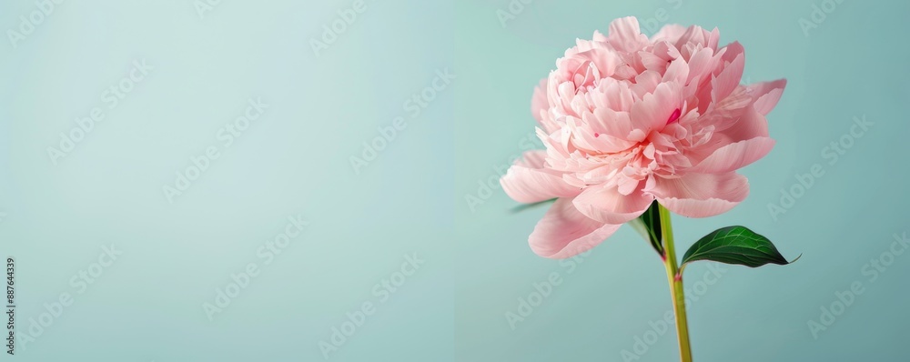 Elegant Soft Pink Peony Blossom Arrangement for Wedding on Pastel Background Elegant Soft Pink Peony Blossom Arrangement for Wedding on Pastel Background