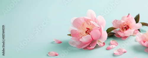 Elegant Soft Pink Peony Blossom for Wedding Decor on Pastel Background