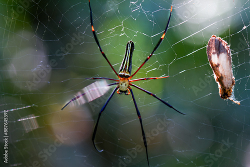 Detailed capture of a Giant Wood Spider consuming its prey on a delicate web. Vibrant colors and natural predation scene, Wulai, Taiwan. photo