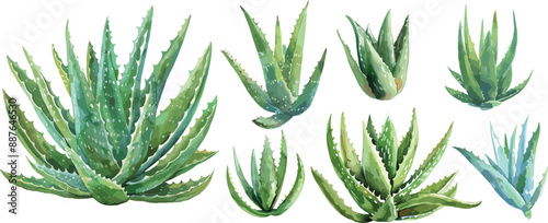 aloe vera watercolor clipart