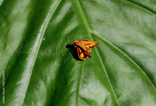 A vivid orange Telicota bambusae butterfly perches on a textured green leaf. The intricate wing patterns and leaf veins are highlighted by natural light. Wulai, Taiwan. photo