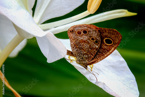 Detailed view of a Ringlet(Ypthima baldus zodina) butterfly resting on a white flower petal. Vibrant patterns and natural setting captured in Wulai, Taiwan. photo