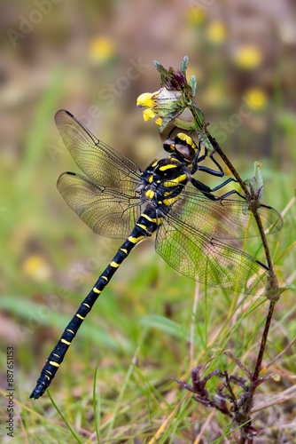 Golden Ringed Dragonfly photo