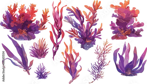 dulse watercolor clipart