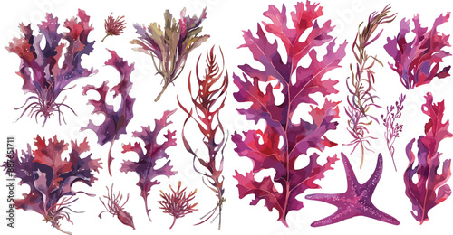 dulse watercolor clipart photo