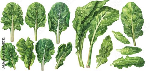 swiss chard watercolor clipart