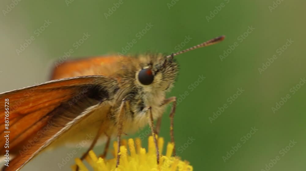 A closeup of the head of a Skipper Butterfly perched on a Ragwort flower. Summer. UK A closeup of the head of a Skipper Butterfly perched on a Ragwort flower. Summer. UK