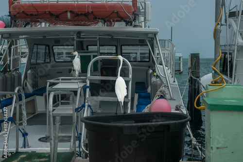 Two great egret standing on fishing boat moored at dock. photo