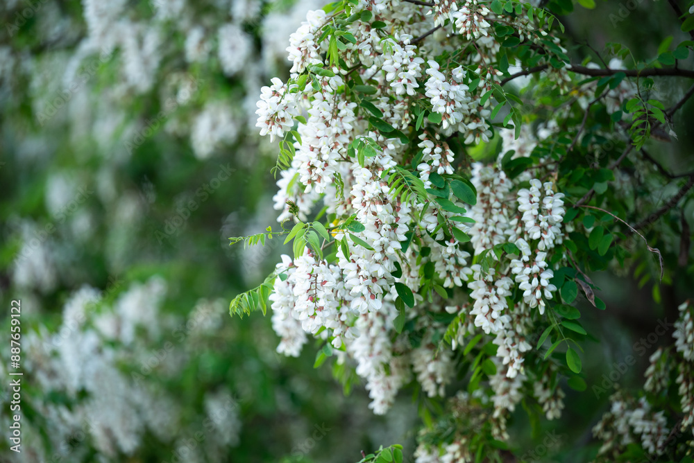 White acacia in full blossom. Beautiful honey plant with tender odorous flowers, gathered in bunches on the acacia tree in spring White acacia in full blossom. Beautiful honey plant with tender odorous flowers, gathered in bunches on the acacia tree in spring