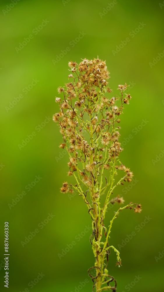Close-up of wild Conyza bonariensis plant Close-up of wild Conyza bonariensis plant