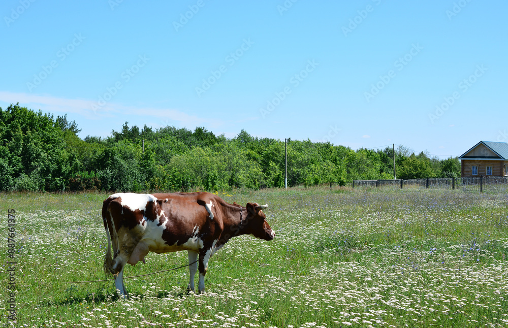 Fototapeta premium a cow in a field with a wooden cabin log and blue sky background