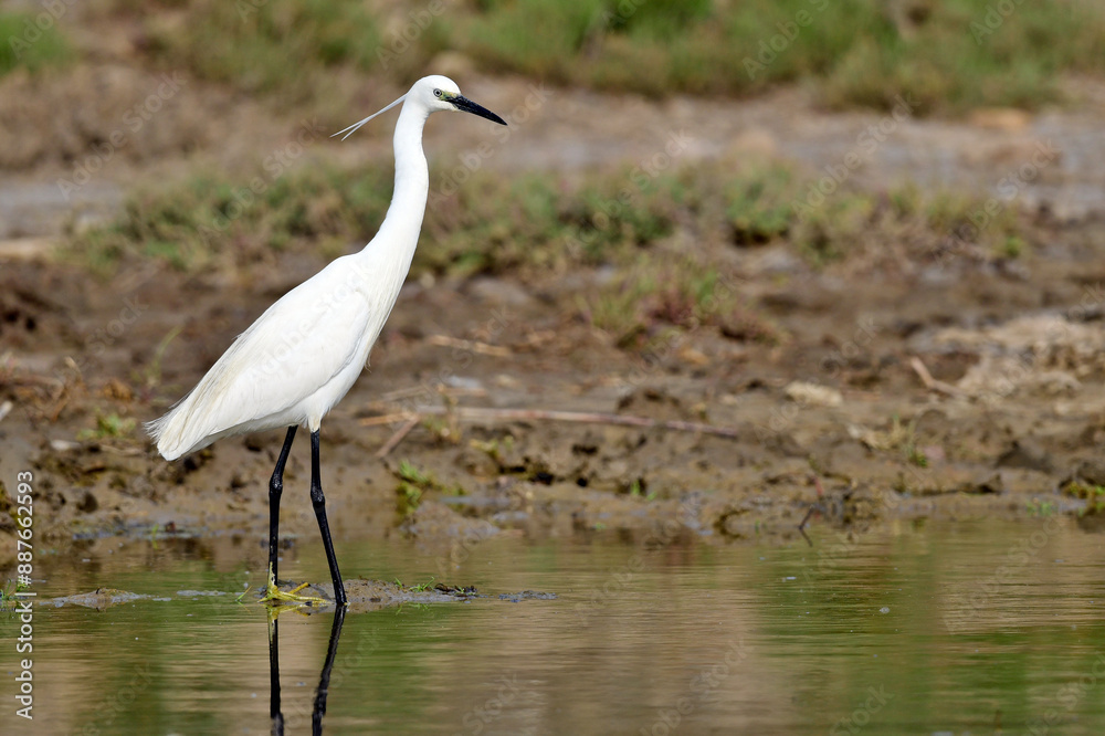 Little egret // Seidenreiher (Egretta garzetta) Little egret // Seidenreiher (Egretta garzetta)