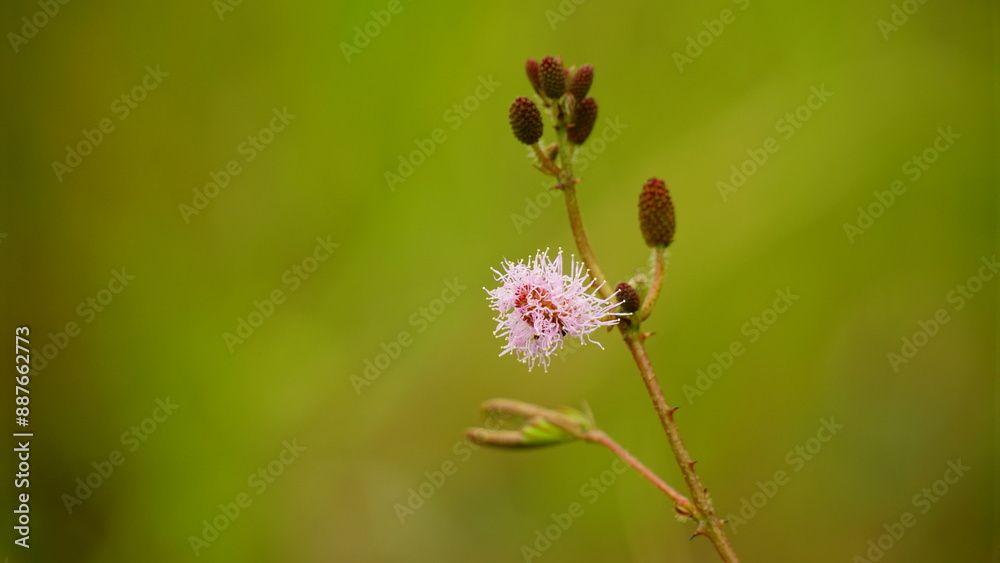 Close-up of Mimosa pudica flower Close-up of Mimosa pudica flower