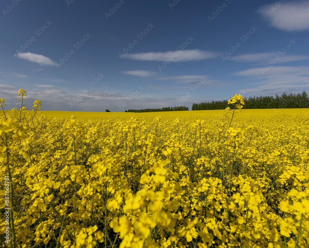 Obraz premium beautiful yellow rapeseed flowers in sunny weather